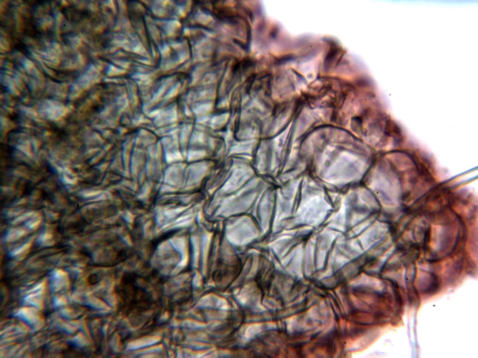 Microscopía de Neoschizothecium aloides - 10 - Hifas peridio 3